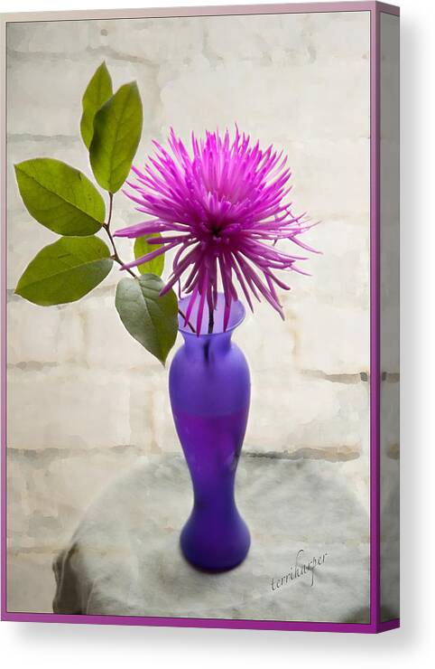 Hot Pink Canvas Print featuring the photograph Hot Pink Spider Mum by Terri Harper