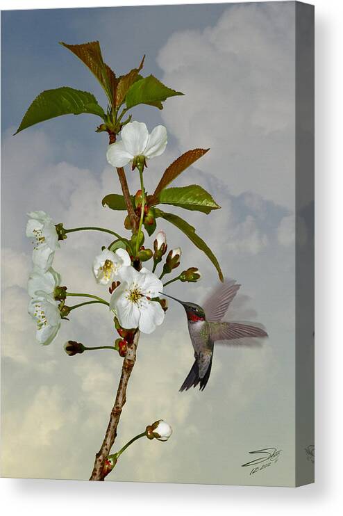 Hummingbird Canvas Print featuring the digital art Hummingbird and Apple Blossom by M Spadecaller