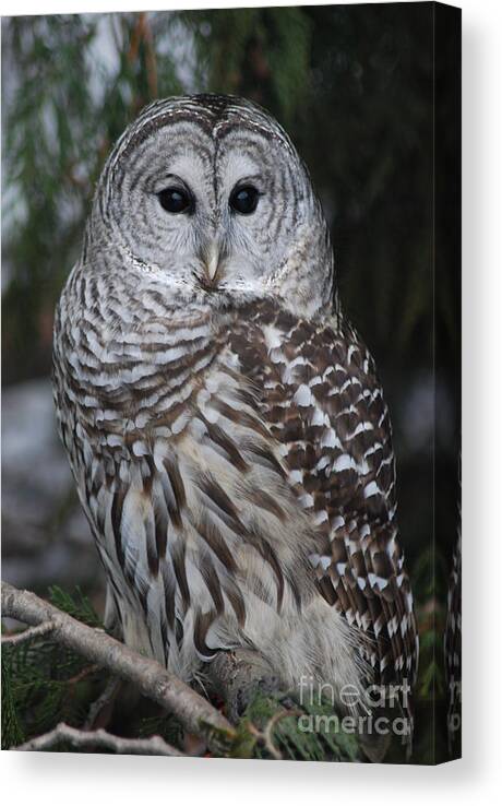 Raptor Canvas Print featuring the photograph Hunter by Sharon Elliott