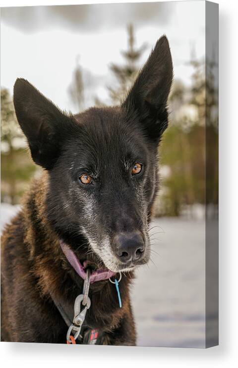 Photography Canvas Print featuring the photograph Husky Sled Dog, Lapland, Finland by Panoramic Images