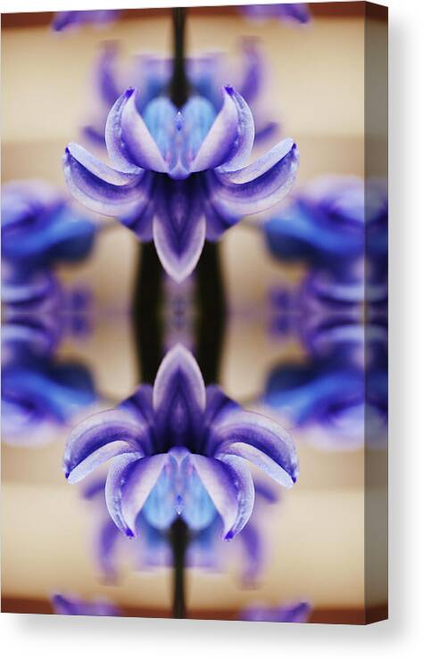 Purple Canvas Print featuring the photograph Hyazinth by Silvia Otte