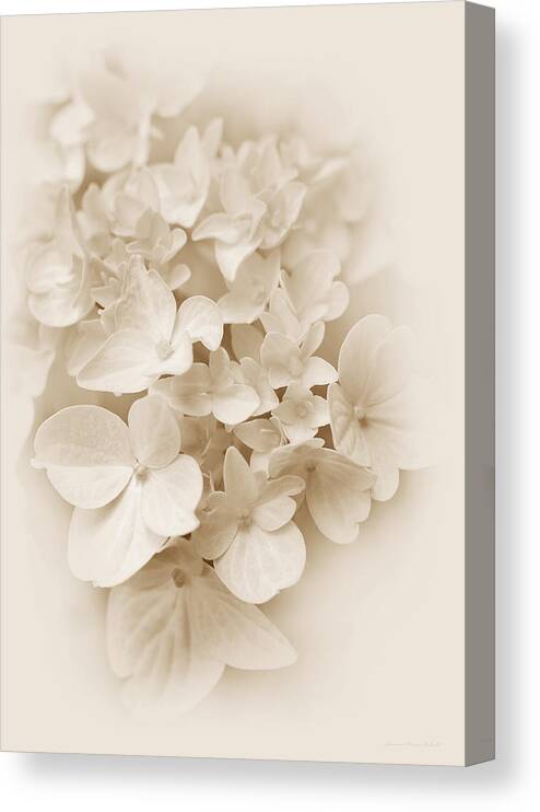 Hydrangea Canvas Print featuring the photograph Hydrangea Flowers Sepia Delight by Jennie Marie Schell