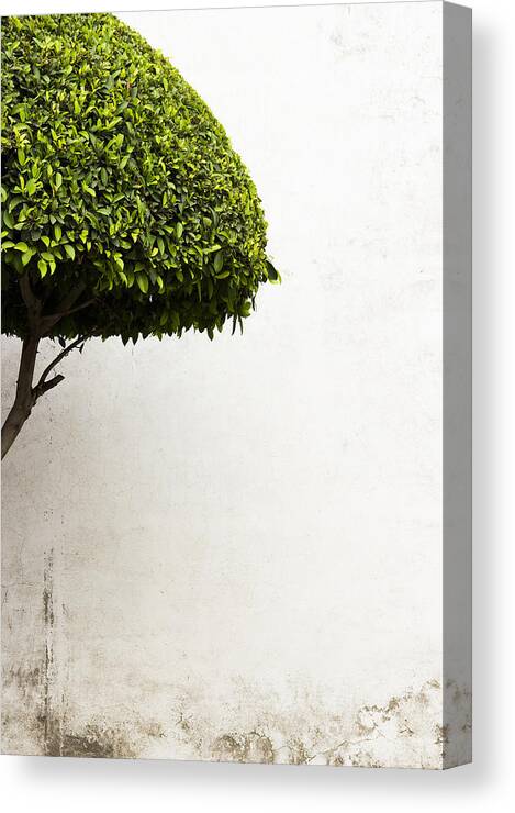 Green Tree Canvas Print featuring the photograph Hypnotic Tree by Prakash Ghai