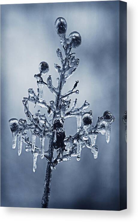 Ice Canvas Print featuring the photograph Ice Bouquet by Linda Segerson