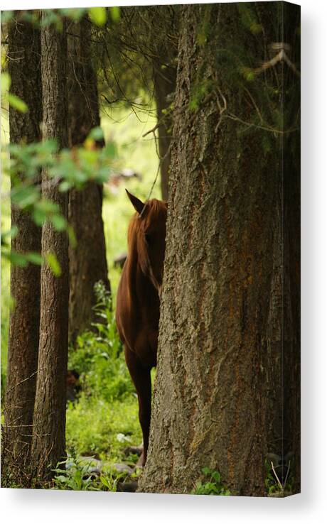Horse Canvas Print featuring the photograph I'm Shy by Loni Collins