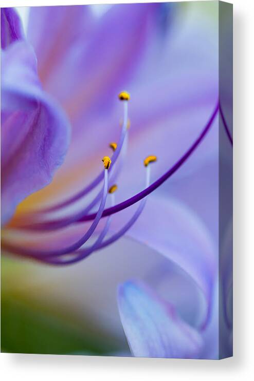 Flower Canvas Print featuring the photograph Intimate Details by Bill and Linda Tiepelman