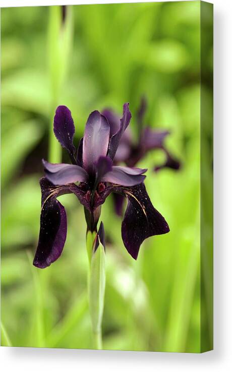 Iris Chrysographes Canvas Print featuring the photograph Iris Chrysographes 'black Knight' by Adrian Thomas