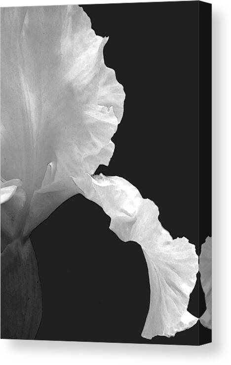 Iris Canvas Print featuring the photograph Iris Outline by Mary Bedy