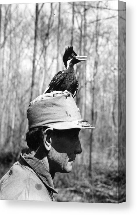 Bird Canvas Print featuring the photograph Ivory-billed Woodpecker Nestling by James T. Tanner