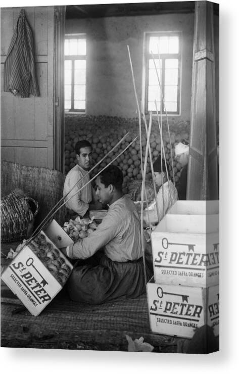 1910 Canvas Print featuring the photograph Jaffa Oranges, C1910 by Granger