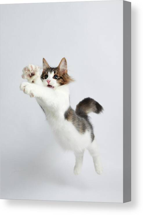 Shimonoseki Canvas Print featuring the photograph Jumping Kitten by Ryuichi Miyazaki