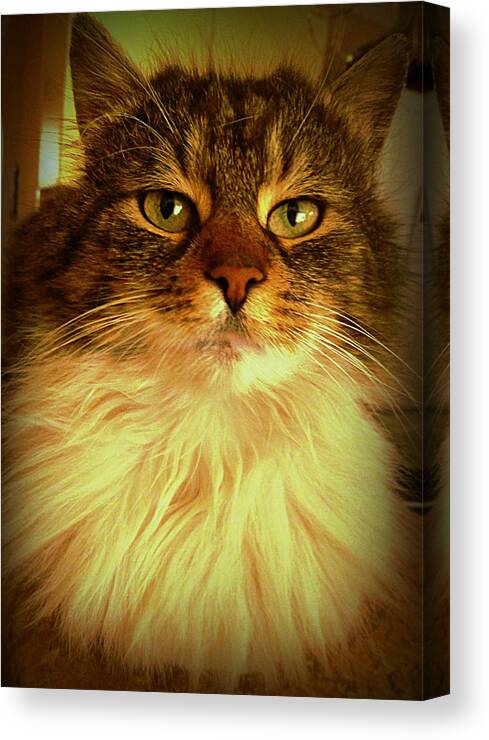Cat Canvas Print featuring the photograph Just cat by Rumiana Nikolova