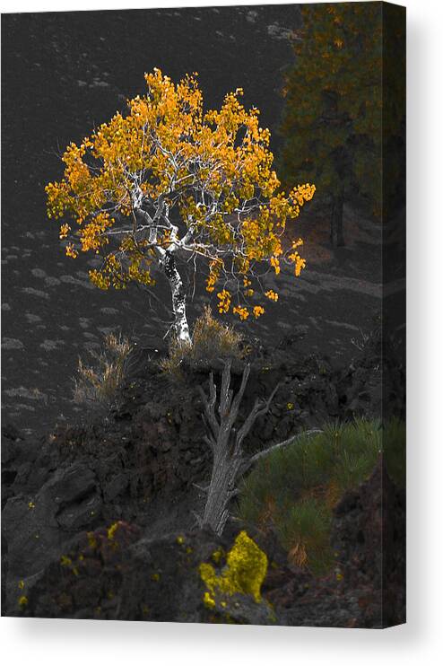 Tree Canvas Print featuring the photograph Lava Field by Jim Painter
