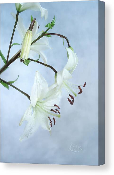 Lily Canvas Print featuring the photograph Lilies on Blue by Louise Kumpf