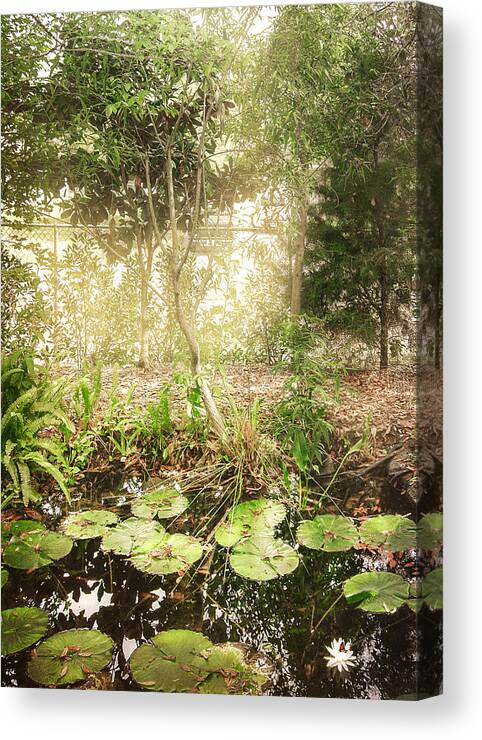 Tranquil Canvas Print featuring the photograph Lily Pond by Judy Hall-Folde
