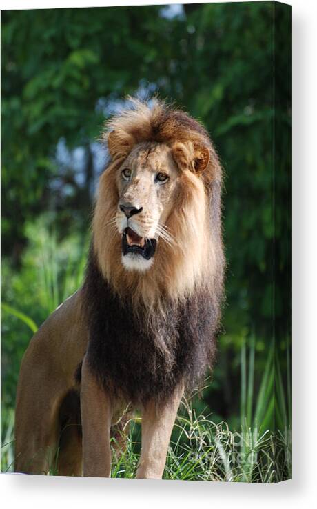 Lion King Of The Jungle Canvas Print Canvas Art By Dejavu Designs