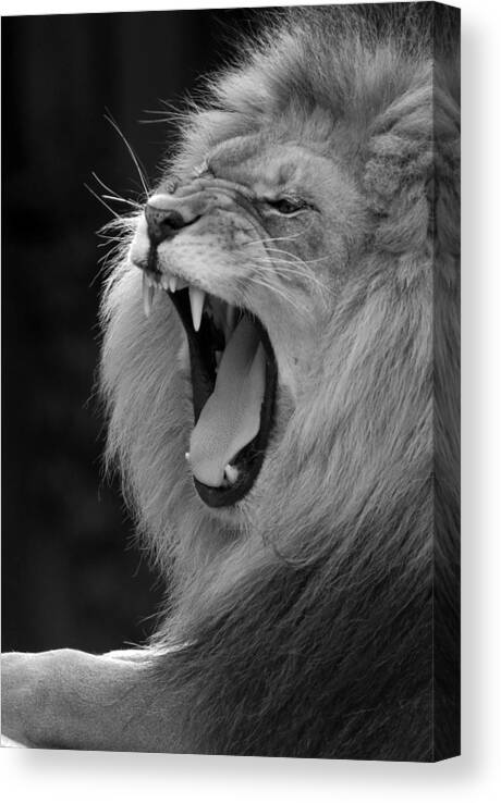 Lion Canvas Print featuring the photograph Lion Roar Black and White by Clint Buhler