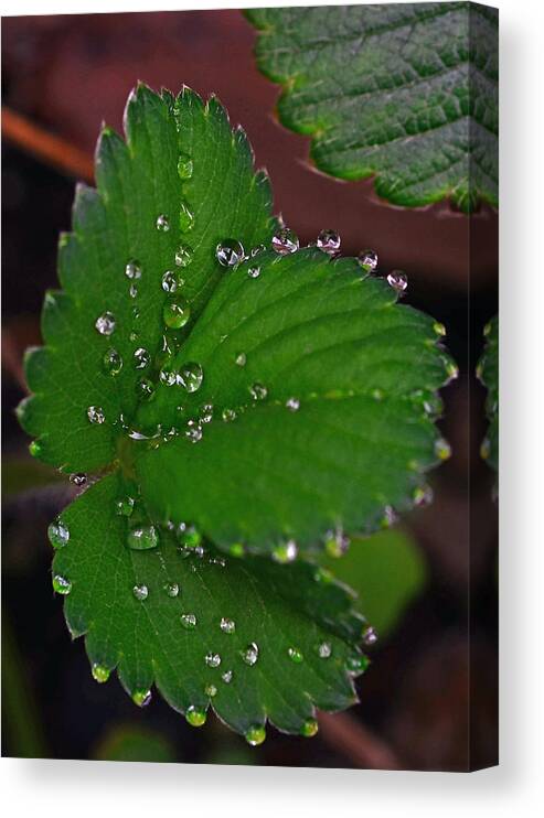 Liquid Pearls On Strawberry Leaves Canvas Print featuring the photograph Liquid Pearls on Strawberry Leaves by Lisa Phillips