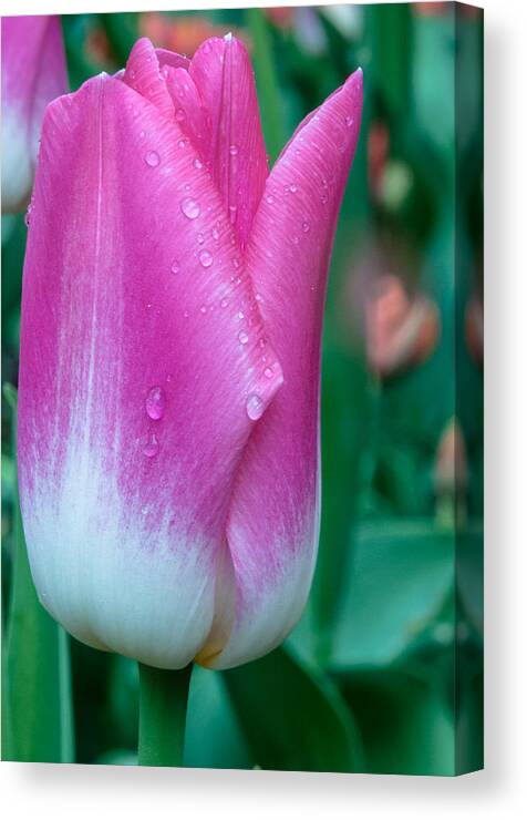 Natural Canvas Print featuring the photograph Lonely tulip by Sergey Simanovsky