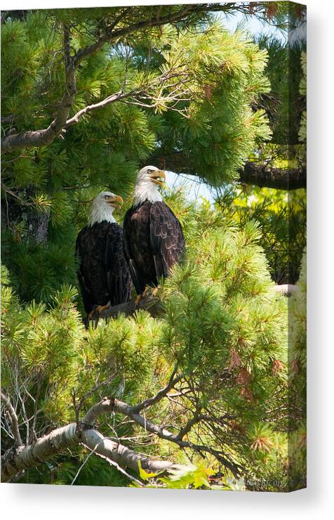 Bald Eagle Canvas Print featuring the photograph Look Over There by Brenda Jacobs