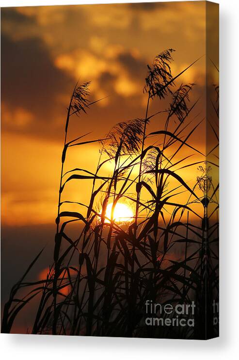 Sunset Photography Canvas Print featuring the photograph Louisiana Marsh Sunset by Luana K Perez