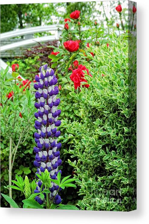 Lupine Canvas Print featuring the photograph Lupine and Roses by Sharon Woerner