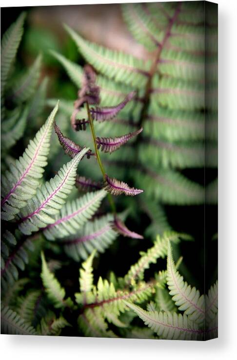 Rain Forest Canvas Print featuring the photograph Magical Forest 3 by Karen Wiles