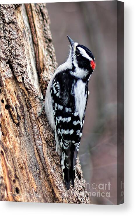 Downey Woodpecker Canvas Print featuring the photograph Male Downy Woodpecker by Barbara McMahon
