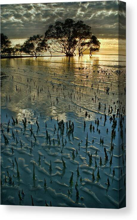 2010 Canvas Print featuring the photograph Mangroves by Robert Charity