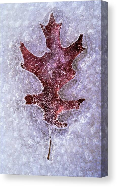 Frozen Canvas Print featuring the photograph Maple Leaf Trapped In Ice by Gary Slawsky