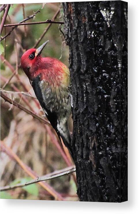 Wildlife Canvas Print featuring the photograph Maple sap time by I'ina Van Lawick
