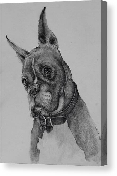 Boxer Dog Canvas Print featuring the drawing Maverick by Jean Cormier