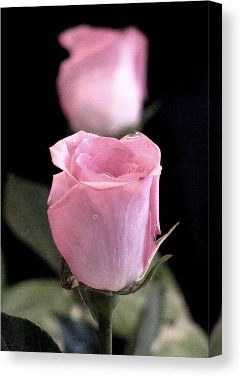 Roses Canvas Print featuring the photograph Mirror Image by Angela Davies