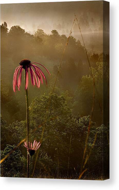 2010 Canvas Print featuring the photograph Mist on the Glade by Robert Charity
