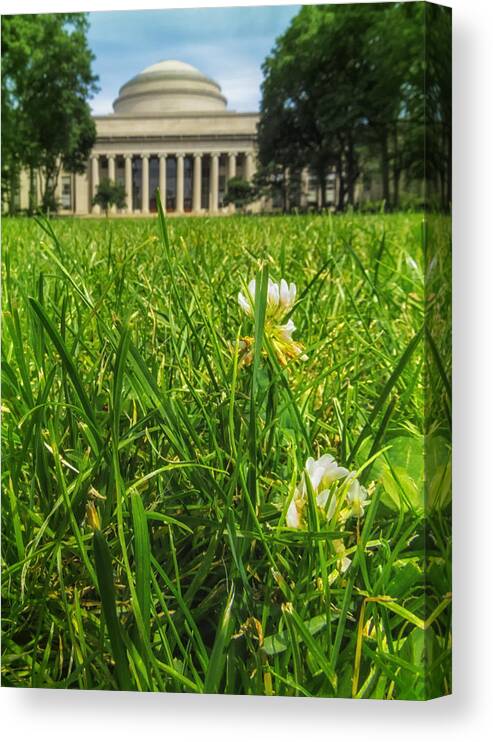 Boston Canvas Print featuring the photograph MIT Weeds of Wisdom by Sylvia J Zarco