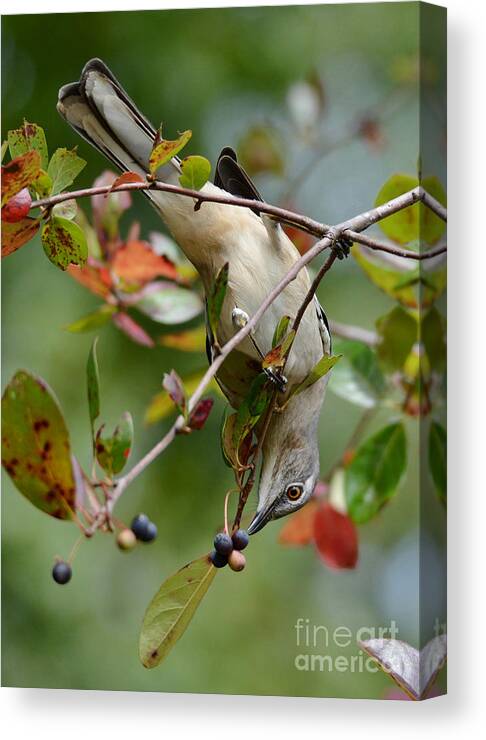 Mockingbird Canvas Print featuring the photograph Mockingbird And Fall Berries by Kathy Baccari