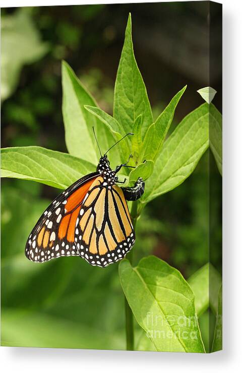 Monarch Canvas Print featuring the photograph Monarch Egg Time by Steve Augustin
