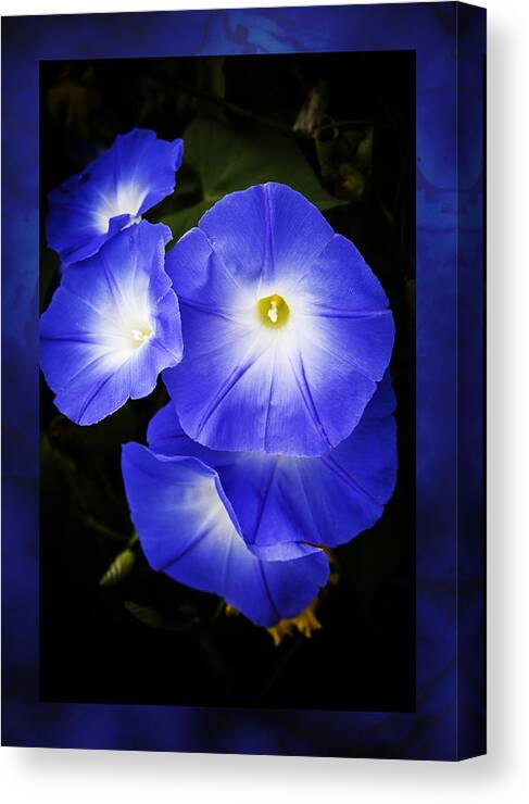 Morning Glory Canvas Print featuring the photograph Moonglow on blue by Jeff Folger