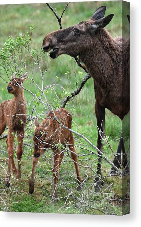 Moose Canvas Print featuring the photograph Moose cow with twin calves by Phil Banks