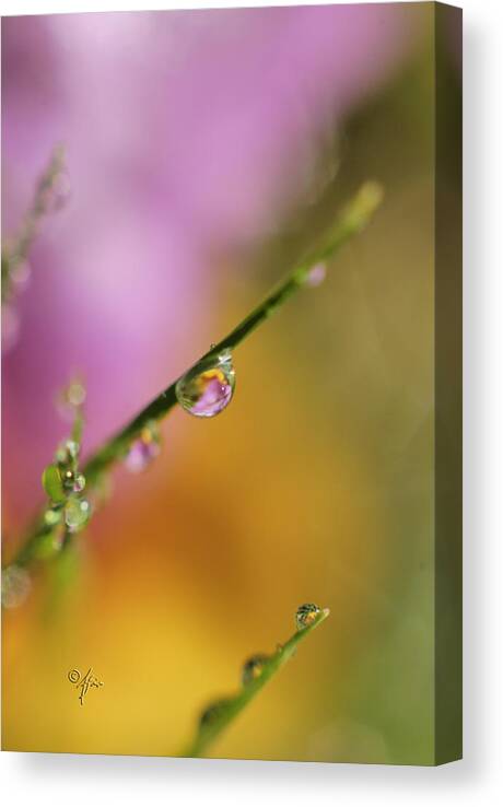 Close-up Canvas Print featuring the photograph Morning Dew by Arthur Fix