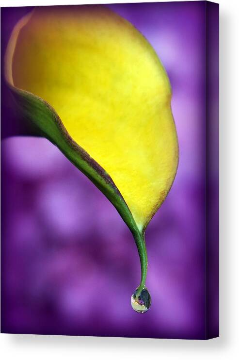 Water Drops Canvas Print featuring the photograph Morning Dew by Karen Wiles