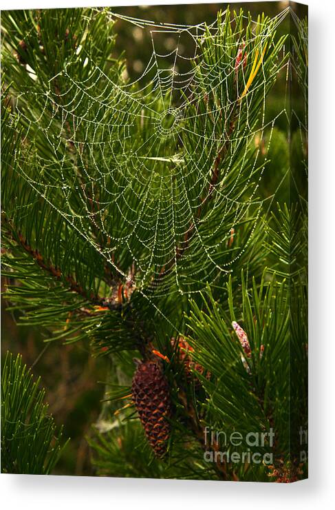 Cobweb Canvas Print featuring the photograph Morning Dew on Cobweb by Martyn Arnold
