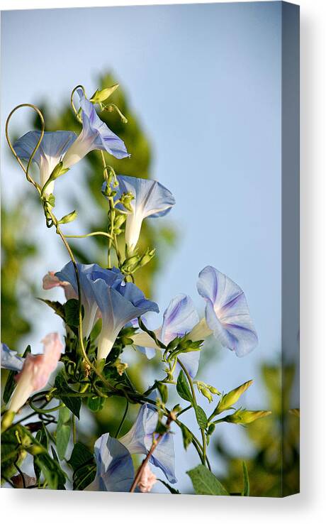 Flowers Canvas Print featuring the photograph Morning Glories by Susan Moody