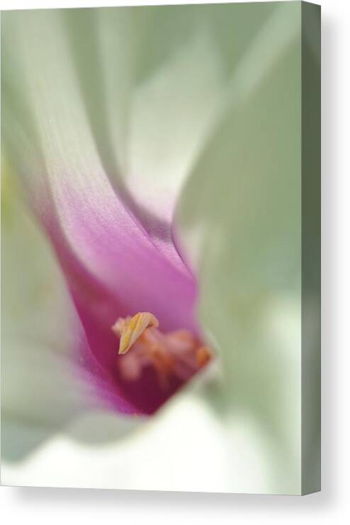 Morning Glory Canvas Print featuring the photograph Morning Glory by Kelly Nowak
