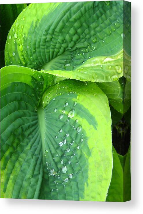 Hosta Canvas Print featuring the photograph Morning Rain Hosta by Tracy Male