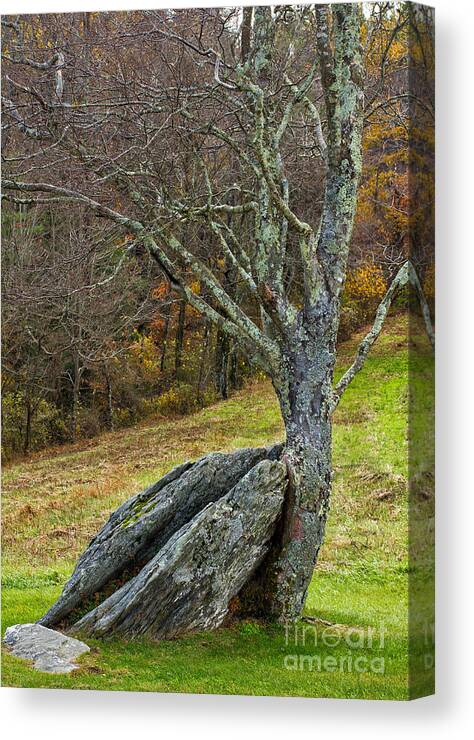 Tree Canvas Print featuring the photograph Moss covered tree holding a rock by Les Palenik
