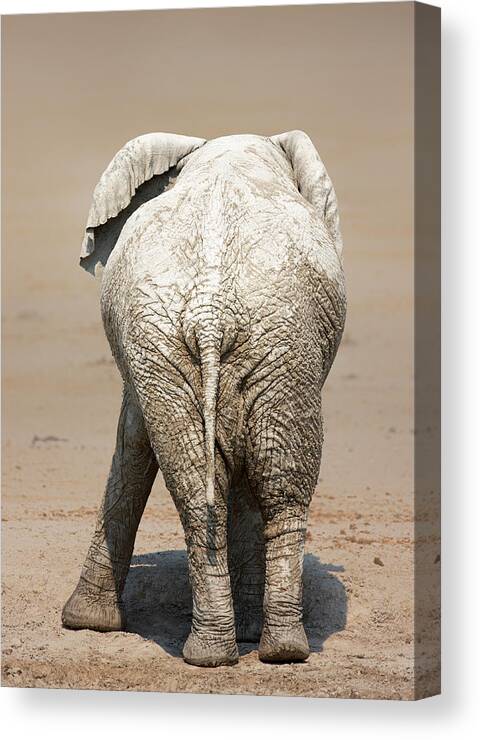 Elephant Canvas Print featuring the photograph Muddy elephant with funny stance by Johan Swanepoel