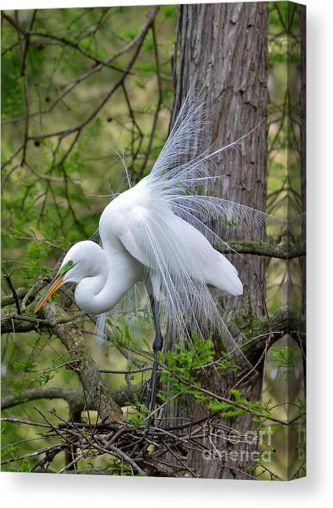 Egret Canvas Print featuring the photograph My Beautiful Plumage by Kathy Baccari