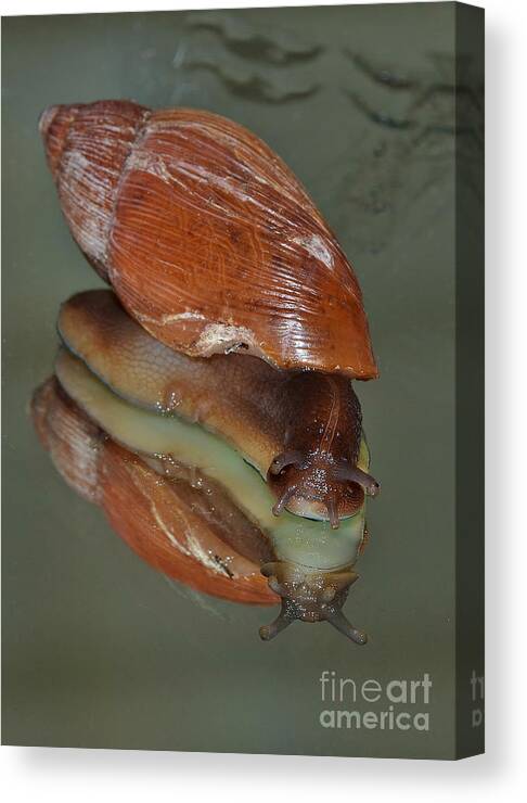 Snail Canvas Print featuring the photograph My Mother Loves My Face by Kathy Baccari