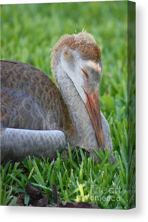 Sandhill Crane Chick Canvas Print featuring the photograph Napping Sandhill Baby by Carol Groenen